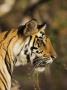 Tiger, Head Profile, Bandhavgarh National Park, India by Tony Heald Limited Edition Print