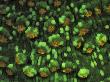 Hard Coral, Fluorescent Under Uv Light, Papua New Guinea by Jurgen Freund Limited Edition Print