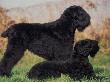Domestic Dogs, Russian Black Terrier With Pup by Adriano Bacchella Limited Edition Print
