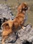 Tibetan Spaniel Perching On Rocks For A Better View by Adriano Bacchella Limited Edition Print