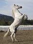 Grey Andalusian Stallion Rearing, Ojai, California, Usa by Carol Walker Limited Edition Print