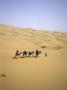 Camels Walking Away In Desert, Morocco by Michael Brown Limited Edition Print