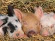 Piglets Sleeping, Usa by Lynn M. Stone Limited Edition Pricing Art Print