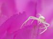 Crab Spider Adult On Lace Cactus Flower Texas, Usa by Rolf Nussbaumer Limited Edition Print