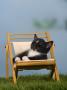 Domestic Cat, Kitten Sleeping On A Deckchair by Petra Wegner Limited Edition Print