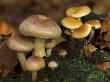 Brick Cap Mushrooms Amongst Mosses And Leaf Litter, Germany by Philippe Clement Limited Edition Print