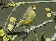 Male Greenfinch Amongst Pussy Willow Catkins, Hertfordshire, England, Uk by Andy Sands Limited Edition Print