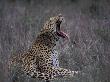 Male Leopard Yawning Kruger Np, South Africa by Tony Heald Limited Edition Pricing Art Print