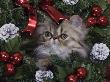Persian Cat Brown Tabby Kitten Amongst Christmas Decorations, Texas, Usa by Rolf Nussbaumer Limited Edition Print