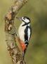 Great Spotted Woodpecker Male On Branch, Hertfordshire, Uk, England, February by Andy Sands Limited Edition Print
