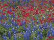 Texas Bluebonnet And Drummond's Phlox Flowering In Meadow, Gonzales County, Texas, Usa, March 2007 by Rolf Nussbaumer Limited Edition Print