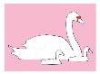 Pink Swan by Avalisa Limited Edition Print