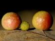 Cherry Gall Of Pincushion Gall Wasp On Oak Leaf Underside, Dartmoor Np, Devon, Uk by Ross Hoddinott Limited Edition Print