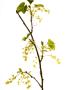 Wild Blackcurrant In Flower, April, Angus, Scotland, Uk by Niall Benvie Limited Edition Print