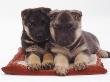 Two German Shepherd Dog Alsatian Pups, 5 Weeks Old, Lying On A Pillow by Jane Burton Limited Edition Pricing Art Print