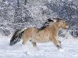 Norwegian Fjord Mare Running In Snow, Berthoud, Colorado, Usa by Carol Walker Limited Edition Print