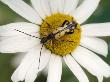Spotted Longhorn Beetle On Oxeye Daisy, West Sussex, Uk by Andy Sands Limited Edition Print