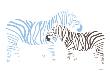 Blue Zebra by Avalisa Limited Edition Print