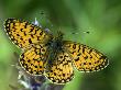 Small Pearl Bordered Fritillary Butterfly Basking On Bugle Flower With Wings Open, Uk by Andy Sands Limited Edition Print