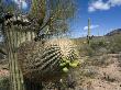 Saguaro Cactus Showing Fruit, Organ Pipe Cactus National Monument, Arizona, Usa May 2007 by Philippe Clement Limited Edition Print