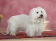 Coton De Tulear Dog Standing On Rug by Petra Wegner Limited Edition Print