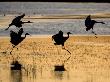 Sandhill Cranes Flying, Bosque Del Apache National Wildlife Refuge, New Mexico, Usa by Mark Carwardine Limited Edition Print