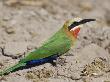 Whitefronted Bee-Eater, Chobe National Park, Botswana May 2008 by Tony Heald Limited Edition Pricing Art Print