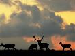 Red Deer Stag And Three Does Silhouetted Grazing, Dyrehaven, Denmark by Edwin Giesbers Limited Edition Print
