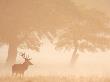 Red Deer Stag Silhouetted In Mist, Dyrehaven, Denmark by Edwin Giesbers Limited Edition Print