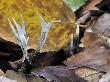 Candlesnuff Fungus Among Leaf Litter, Belgium by Philippe Clement Limited Edition Print