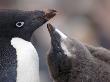 Adelie Penguin Chick Begging For Food, Antarctica by Edwin Giesbers Limited Edition Print