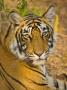 Bengal Tiger Resting Portrait, Ranthambhore Np, Rajasthan, India by T.J. Rich Limited Edition Print