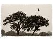 White Storks Coming In To Roost In Trees At Dusk, Near Seville, Spain, February 2008 by Niall Benvie Limited Edition Print