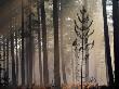 Pine Sapling In A Misty Pine Forest, New Forest, Hampshire, England by Adam Burton Limited Edition Print