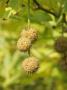 London Plane Tree Fruiting Catkins, Norfolk, Uk by Gary Smith Limited Edition Print