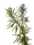 Rosemary In Flower, Spain by Niall Benvie Limited Edition Print