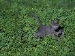 Russian Blue Cat Lying On Plants In A Garden, Italy by Adriano Bacchella Limited Edition Print