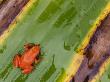 Golden Mantella Frog On Leaf, Madagascar by Edwin Giesbers Limited Edition Print