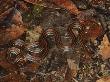 Reed Snake On Rainforest Floor, Danum Valley, Sabah, Borneo by Tony Heald Limited Edition Print