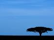 Acacia Tree Silhouetted, Tanzania by Edwin Giesbers Limited Edition Print