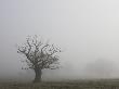 Single Tree Silhouetted In Field, Mist In Rural Mid-Devon Near Winkleigh, Devon, England by Adam Burton Limited Edition Print
