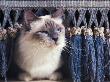 Birman Cat Amongst Tassles Under Furniture by Adriano Bacchella Limited Edition Print