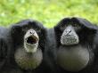 Two Siamang Gibbons Calling, Vocal Pouches Inflated, Endangered, From Se Asia by Eric Baccega Limited Edition Print