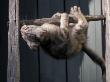 Scottish Fold Cat Hanging Upside-Down From Ladder Rung, Italy by Adriano Bacchella Limited Edition Print