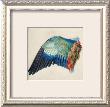 Wing Of A Roller by Albrecht Durer Limited Edition Pricing Art Print
