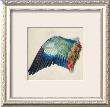 Wing Of A Roller by Albrecht Durer Limited Edition Print