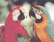 Macaws by Mark Henderson Limited Edition Pricing Art Print