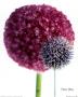 Allium And Echinop by Fleur Olby Limited Edition Print