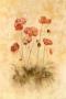 Sunshine Poppies by Cheri Blum Limited Edition Pricing Art Print