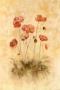 Sunshine Poppies by Cheri Blum Limited Edition Print